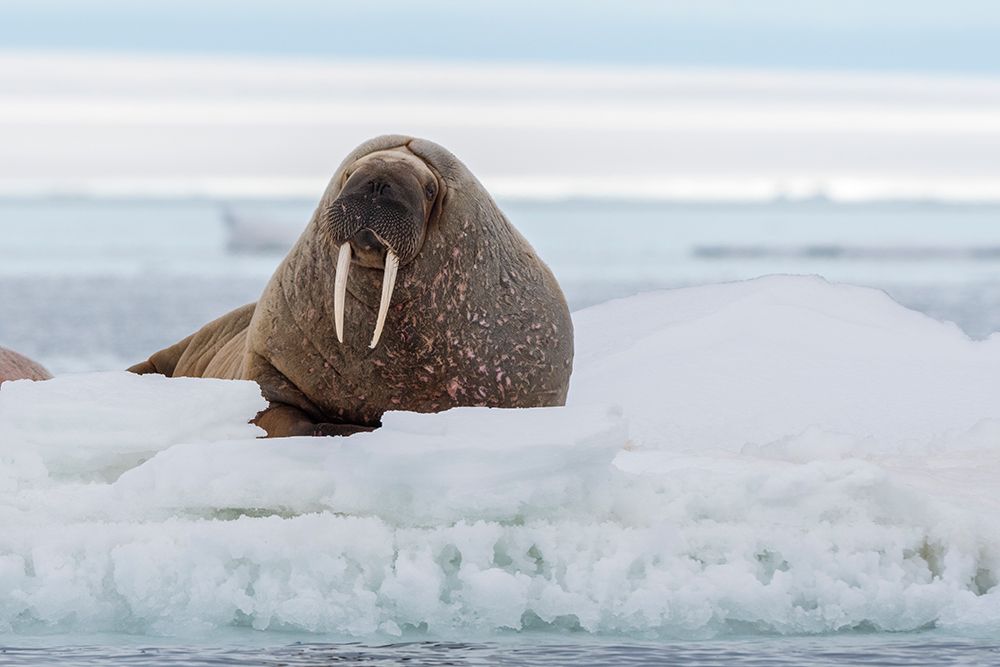 An Atlantic walrus-Odobenus rosmarus-resting on the ice Norway art print by Sergio Pitamitz for $57.95 CAD