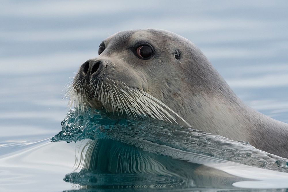 A bearded seal-Erignathus barbatus-swimming in the Arctic waters Norway art print by Sergio Pitamitz for $57.95 CAD