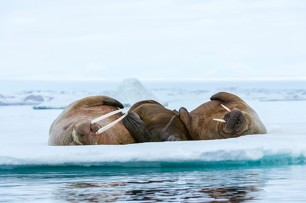 Atlantic walruses-Odobenus rosmarus-resting on ice Nordaustlandet-Norway art print by Sergio Pitamitz for $57.95 CAD