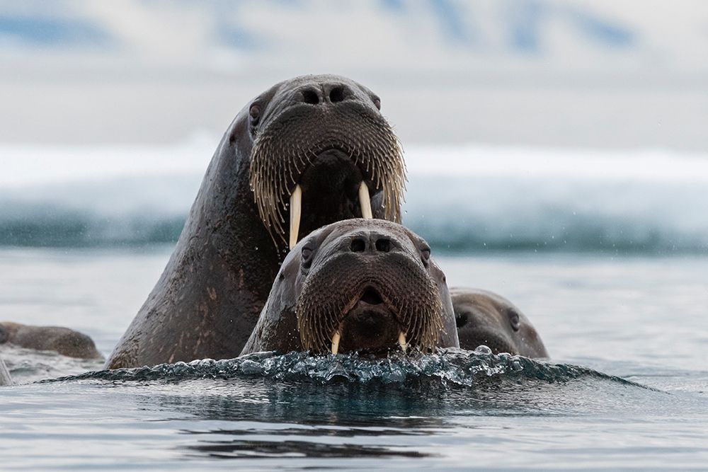 Atlantic walruses-Odobenus rosmarus-in Arctic water Nordaustlandet-Norway art print by Sergio Pitamitz for $57.95 CAD