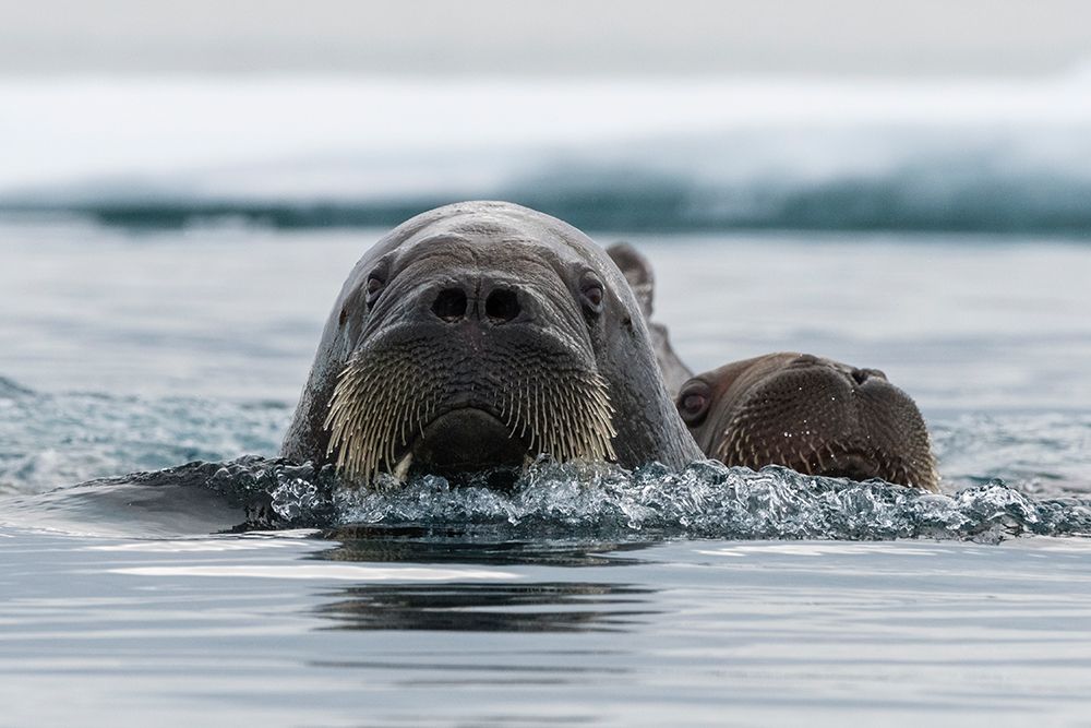 Atlantic walruses-Odobenus rosmarus-in Arctic water Nordaustlandet-Norway art print by Sergio Pitamitz for $57.95 CAD