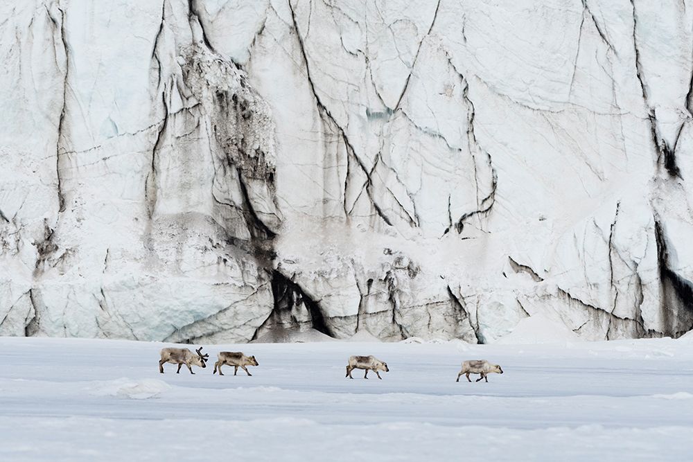 Svalbard reindeer-Rangifer tarandus-walk along a glacier front Norway art print by Sergio Pitamitz for $57.95 CAD