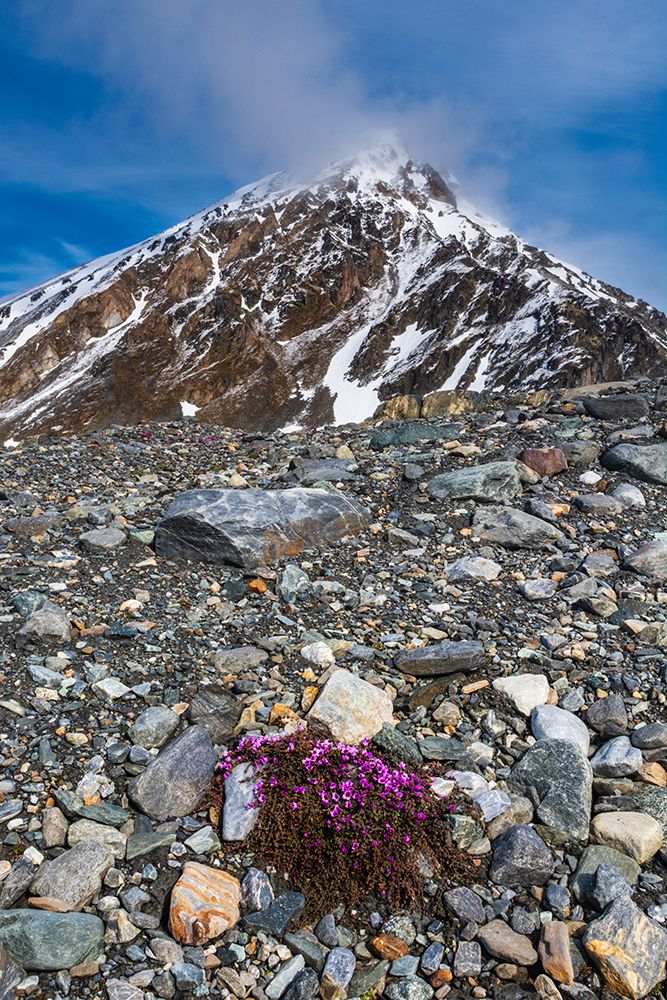 Purple Saxifrage (Saxifraga oppositifolia) in bloom Norway art print by Sergio Pitamitz for $57.95 CAD