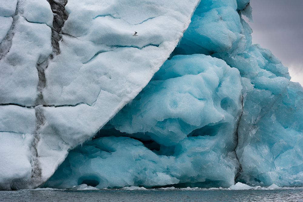 A black-legged kittiwake-Rissa tridactyla-flies near an iceberg Norway art print by Sergio Pitamitz for $57.95 CAD