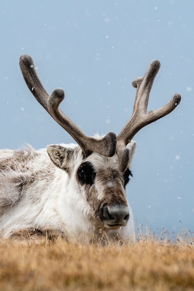 A Svalbard reindeer-Rangifer tarandus-in snowy tundra Norway art print by Sergio Pitamitz for $57.95 CAD