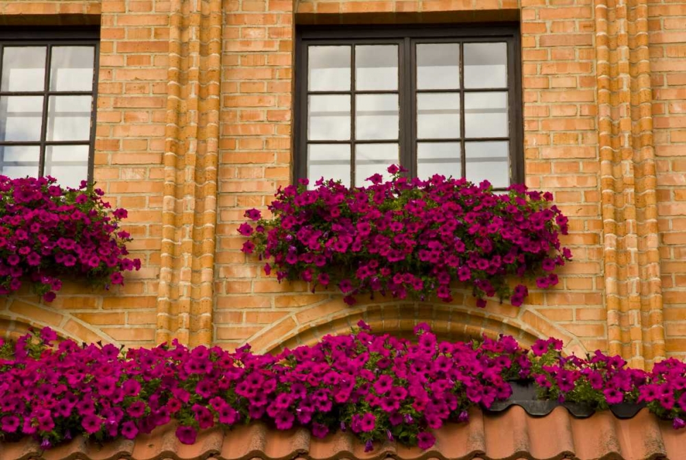 Poland, Gdansk Window boxes with purple petunias art print by Nancy, Steve Ross for $57.95 CAD