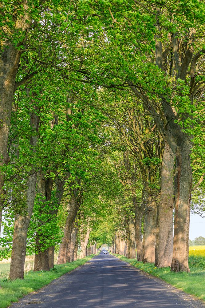 Poland, Zlocieniec (Falkenburg in German). Road in Pomerania. art print by Emily M. Wilson for $57.95 CAD
