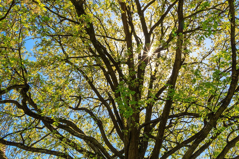 Sun Star through tree. art print by Emily M. Wilson for $57.95 CAD