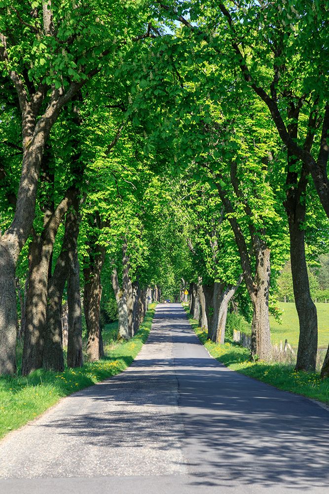Poland, near Zlocieniec (Falkenburg in German). Tree-lined country road in Pomerania. art print by Emily M. Wilson for $57.95 CAD