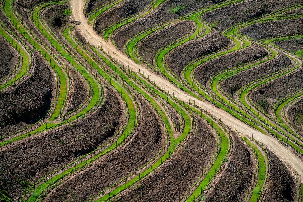 Europe-Portugal-Douro Valley-Vineyard patterns art print by Jaynes Gallery for $57.95 CAD
