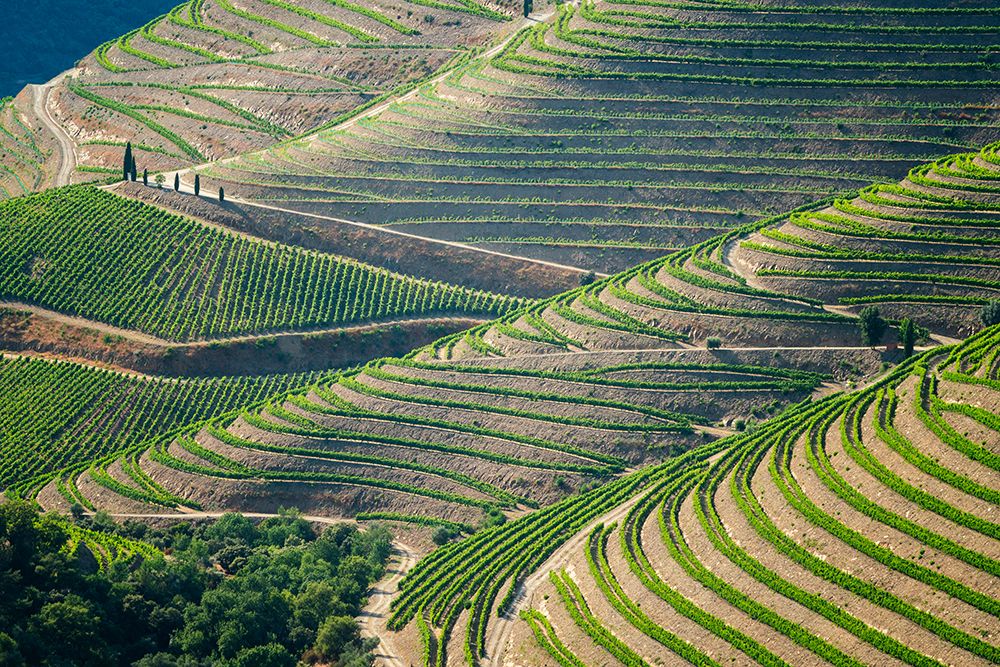 Europe-Portugal-Douro Valley-Vineyard patterns art print by Jaynes Gallery for $57.95 CAD