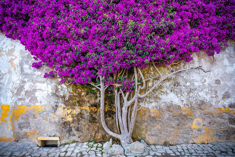 Europe-Portugal-Obidos-Bougainvillea plant on house wall art print by Jaynes Gallery for $57.95 CAD