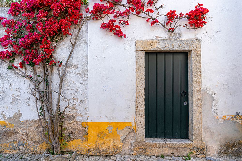 Europe-Portugal-Obidos-Bougainvillea plant on house wall art print by Jaynes Gallery for $57.95 CAD