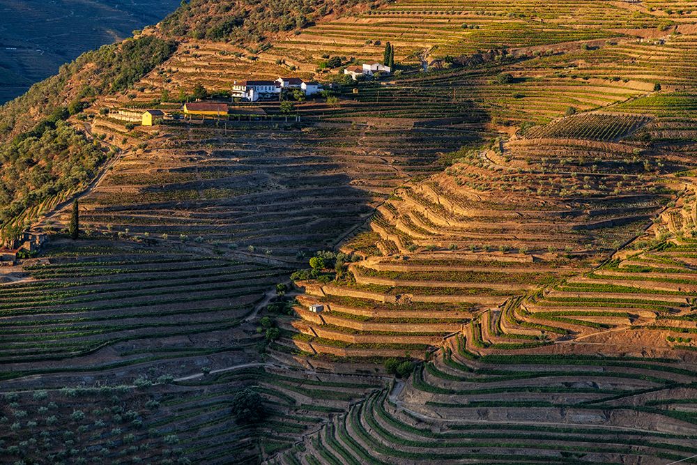 Terraced vineyards in the Douro Valley of Portugal art print by Chuck Haney for $57.95 CAD