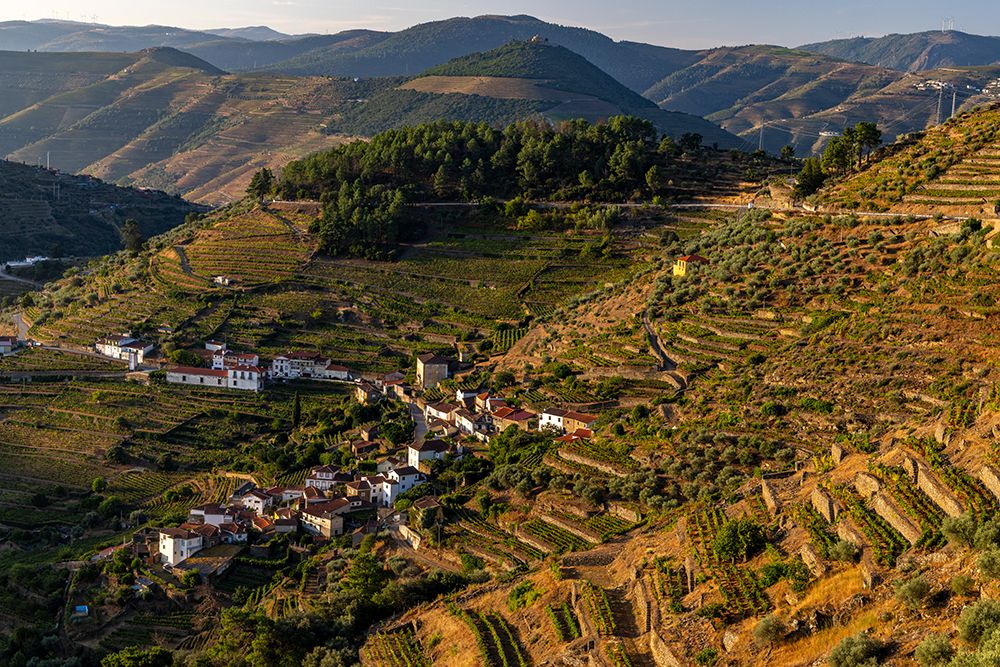 Terraced vineyards in the Douro Valley of Portugal art print by Chuck Haney for $57.95 CAD