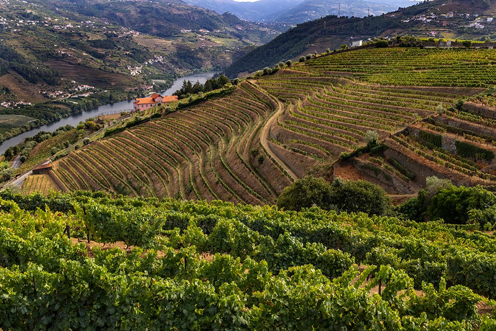 Terraced vineyards in the Douro Valley of Portugal art print by Chuck Haney for $57.95 CAD