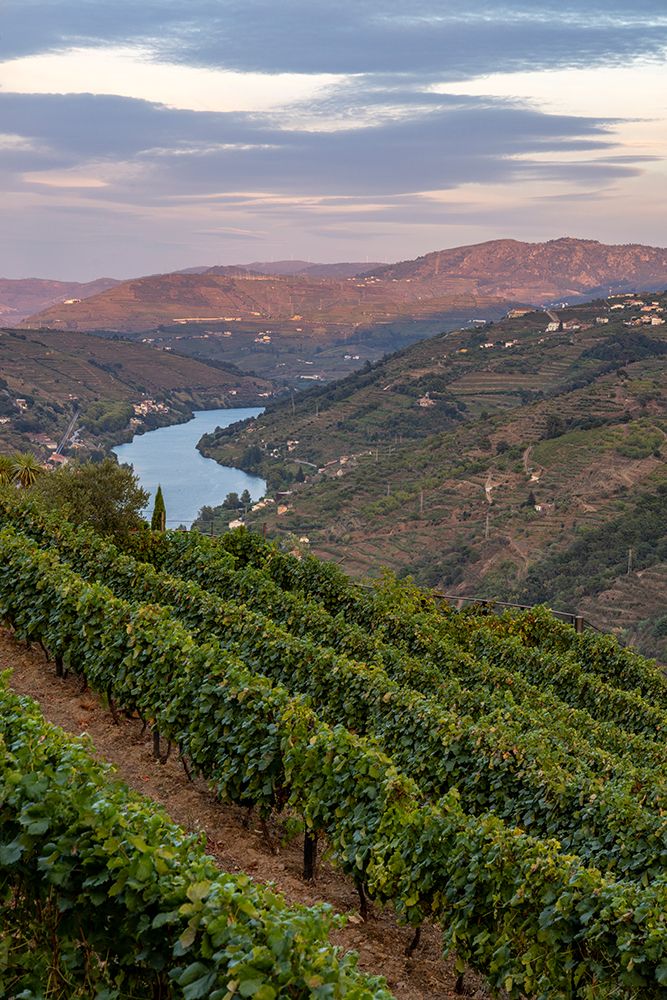 Terraced vineyards in the Douro Valley of Portugal art print by Chuck Haney for $57.95 CAD