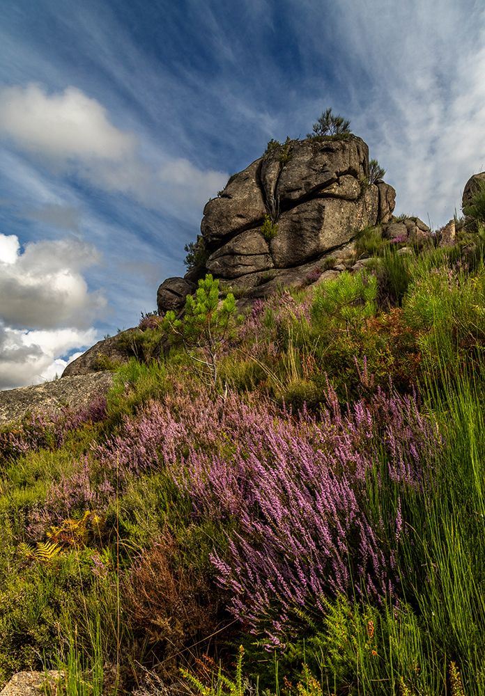 Calluna flowers and granite boulders in Geres National Park in Portugal art print by Chuck Haney for $57.95 CAD