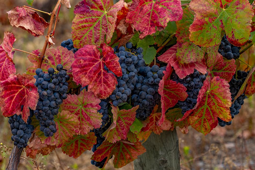 Mature grapes on the Vine at Quinta da Portal Winery in Celeiros, Portugal art print by Chuck Haney for $57.95 CAD