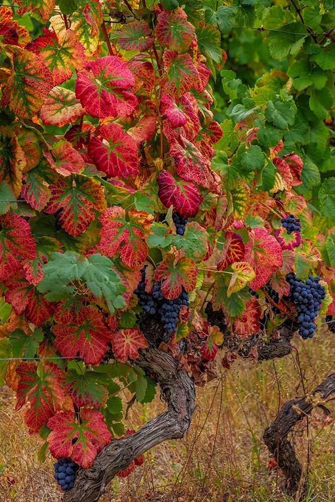 Mature grapes on the Vine at Quinta da Portal Winery in Celeiros, Portugal art print by Chuck Haney for $57.95 CAD