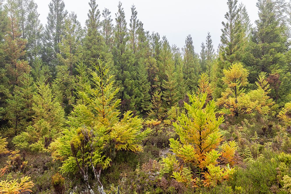 Terceira, Azores, Portugal. Lush green conifer trees. art print by Emily M. Wilson for $57.95 CAD