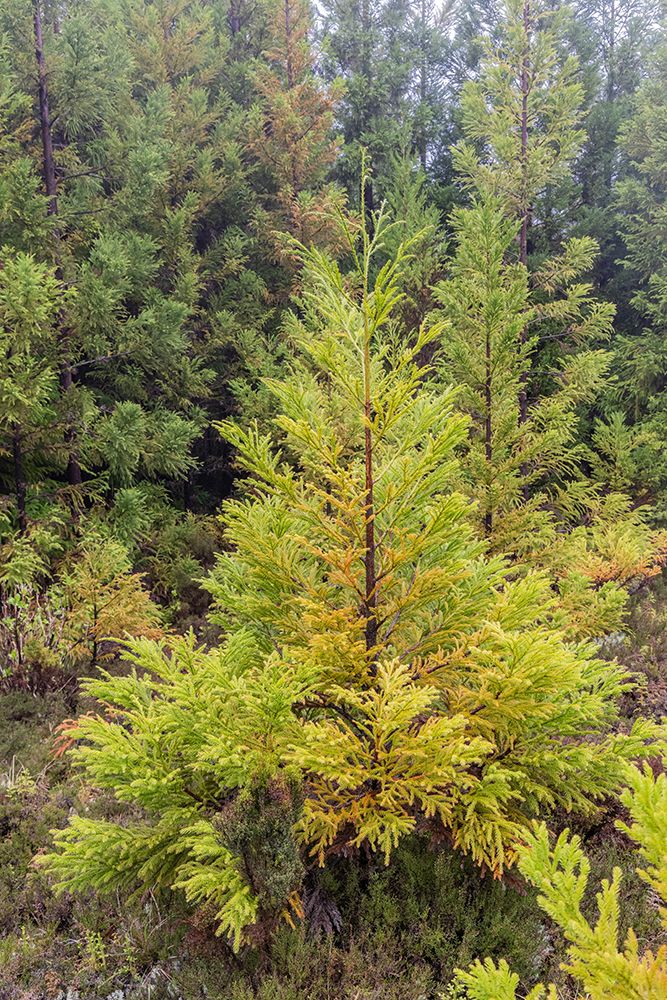 Terceira, Azores, Portugal. Lush green conifer trees. art print by Emily M. Wilson for $57.95 CAD