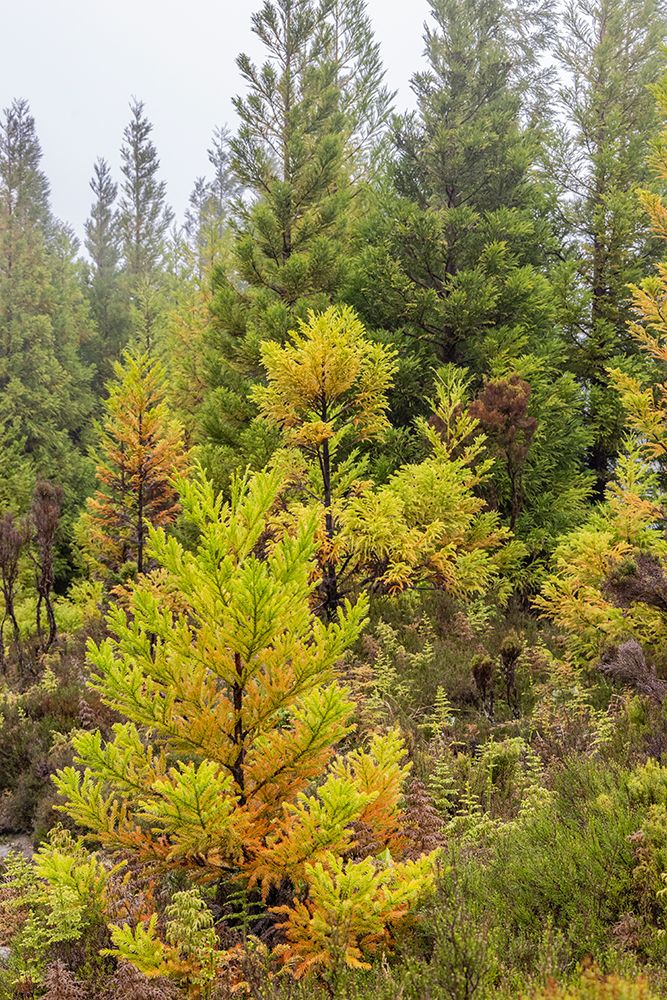 Terceira, Azores, Portugal. Lush green conifer trees. art print by Emily M. Wilson for $57.95 CAD
