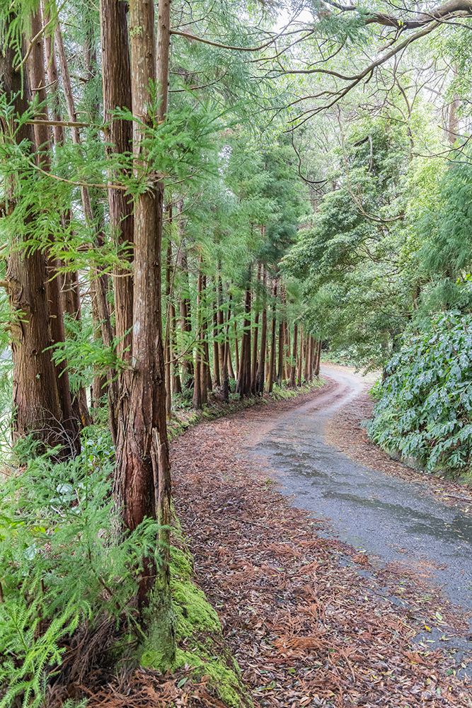Terceira, Azores, Portugal. Road through the forest. art print by Emily M. Wilson for $57.95 CAD
