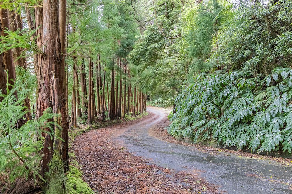 Terceira, Azores, Portugal. Road through the forest. art print by Emily M. Wilson for $57.95 CAD