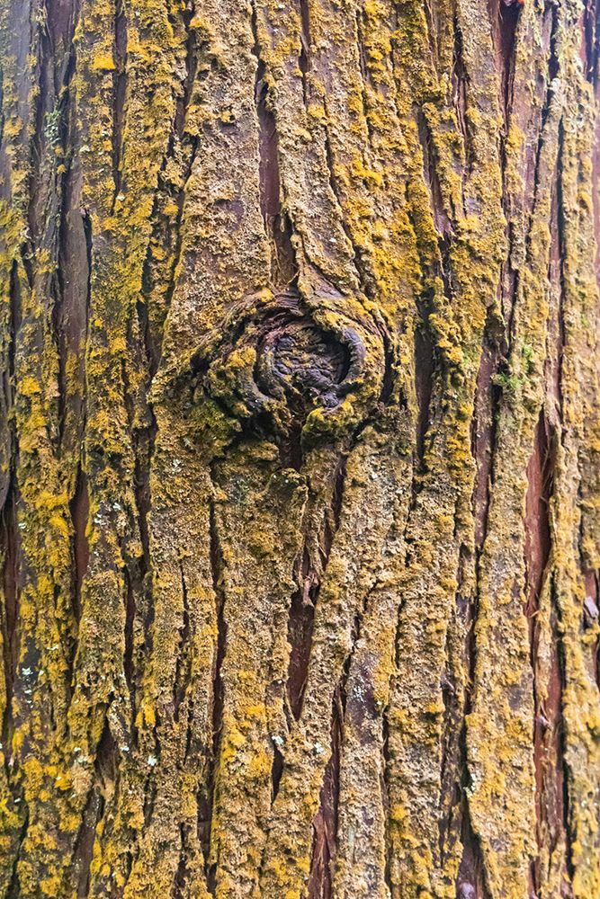 Terceira, Azores, Portugal. Bark of a conifer tree. art print by Emily M. Wilson for $57.95 CAD