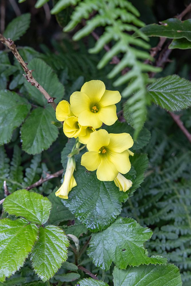 Terceira, Azores, Portugal. Wildflowers and lush greenery. art print by Emily M. Wilson for $57.95 CAD