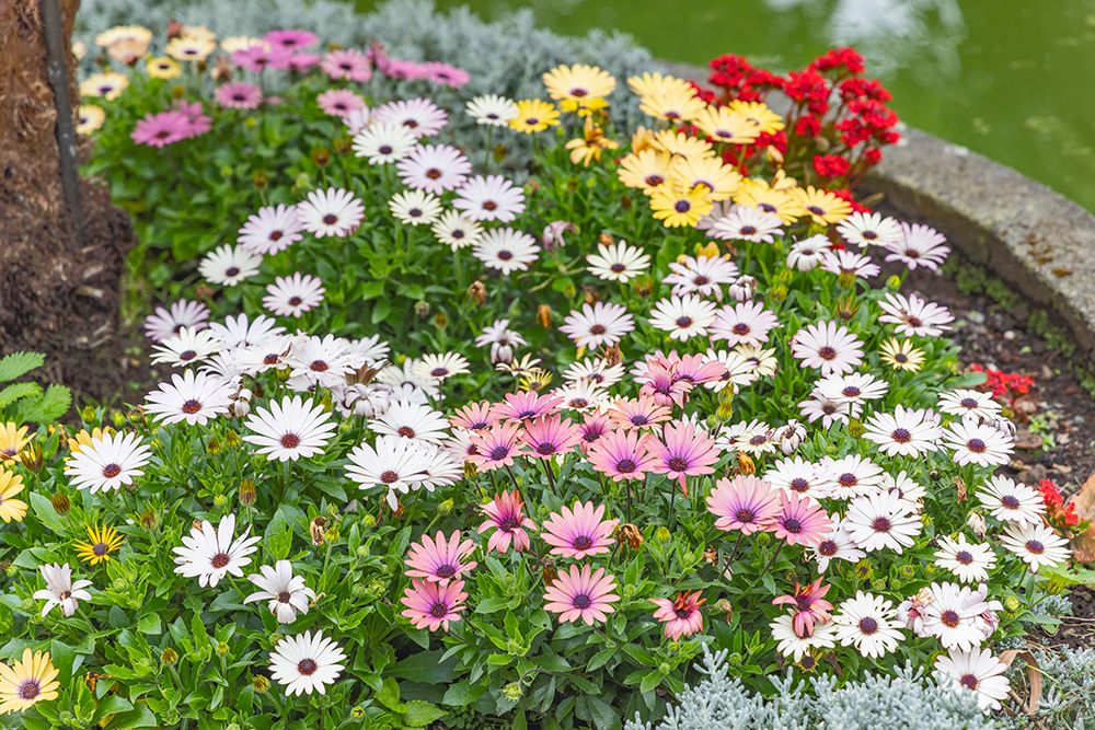 Angra do Heroismo, Terceira Island, Azores, Portugal. Daisies at the Duke Of Terceira Garden. art print by Emily M. Wilson for $57.95 CAD