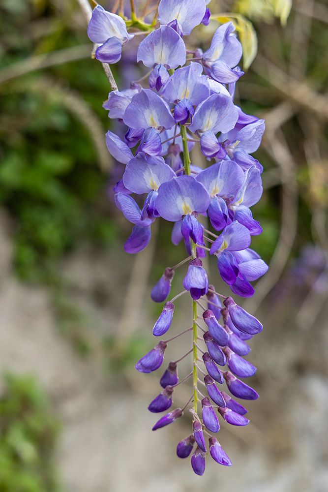 Terceira Island, Azores, Portugal. Purple wisteria flowers in Angra do Heroismo. art print by Emily M. Wilson for $57.95 CAD