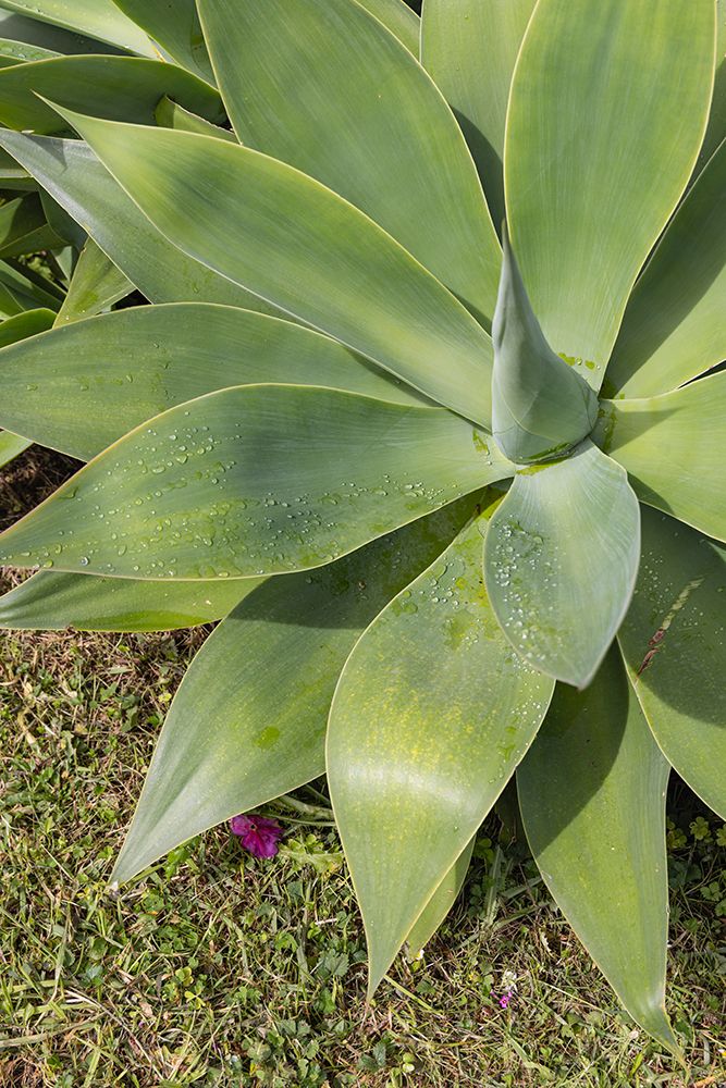 Aldeia da Cuada, Azores, Portugal. Green plant on Flores Island. art print by Emily M. Wilson for $57.95 CAD