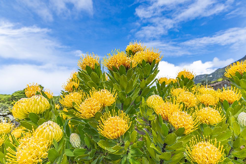 Aldeia da Cuada, Azores, Portugal. Yellow wildflowers on Flores Island. art print by Emily M. Wilson for $57.95 CAD