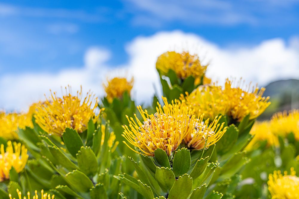 Aldeia da Cuada, Azores, Portugal. Yellow wildflowers on Flores Island. art print by Emily M. Wilson for $57.95 CAD