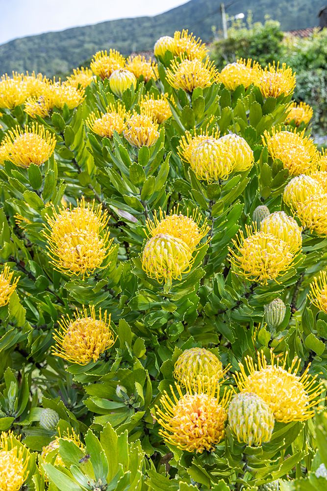 Aldeia da Cuada, Azores, Portugal. Yellow wildflowers on Flores Island. art print by Emily M. Wilson for $57.95 CAD