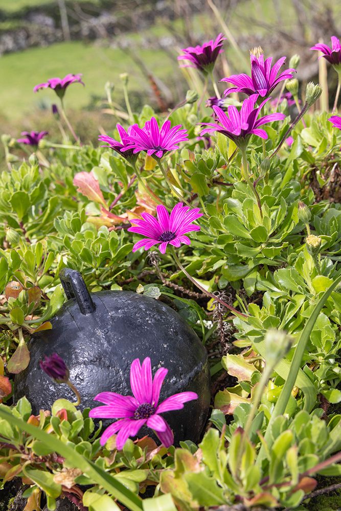 Aldeia da Cuada, Azores, Portugal. Pink wildflowers on Flores Island. art print by Emily M. Wilson for $57.95 CAD