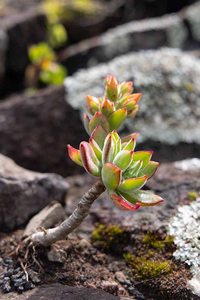 Aldeia da Cuada, Azores, Portugal. Succulent plant on Flores Island. art print by Emily M. Wilson for $57.95 CAD