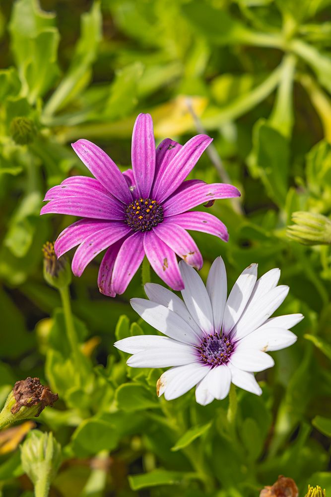 Aldeia da Cuada, Azores, Portugal. Pink and white wildflowers on Flores Island. art print by Emily M. Wilson for $57.95 CAD