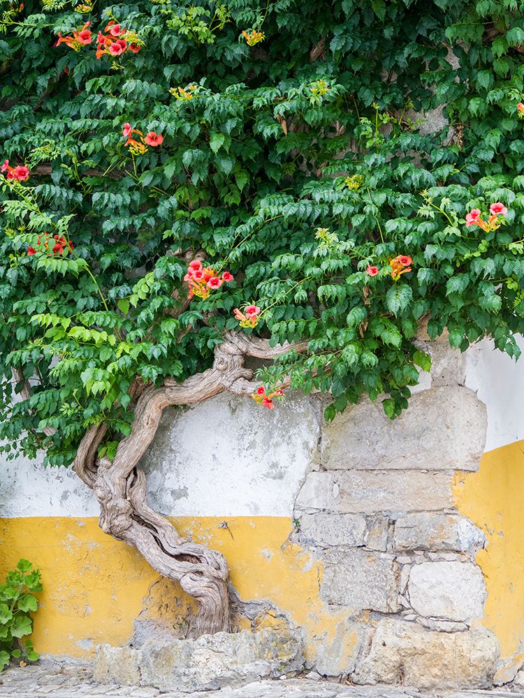 Portugal-Obidos-Large trumpet vine growing against a wall in the streets of Obidos art print by Julie Eggers for $57.95 CAD
