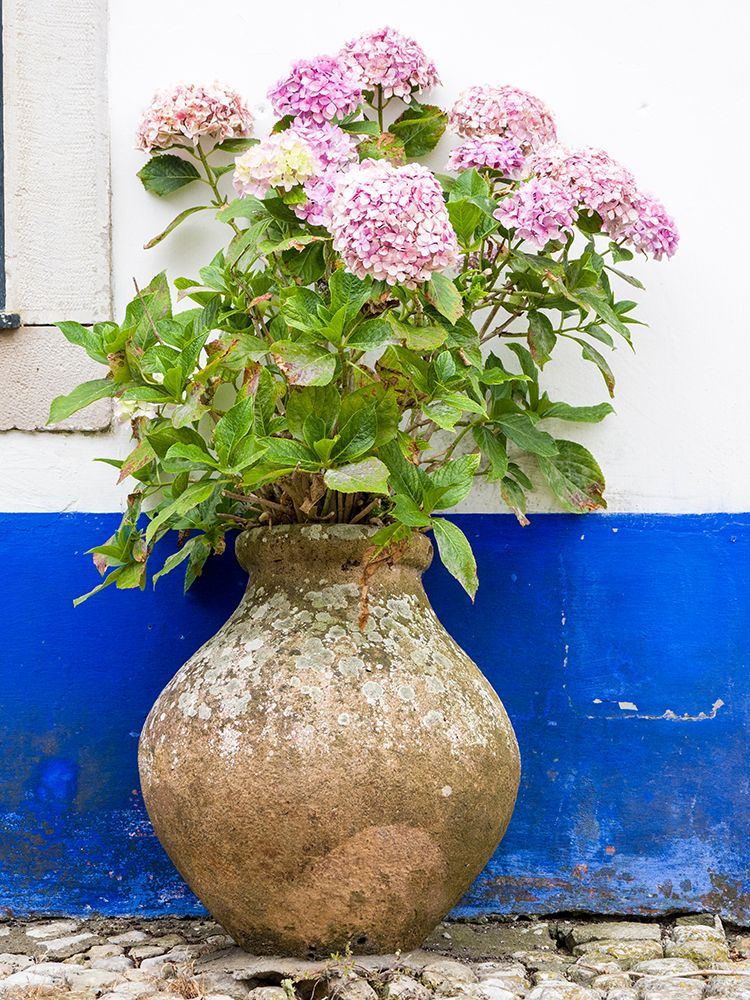 Portugal-Obidos-Pink hydrangea in an old pottery against a white and blue wall on the streets of Ob art print by Julie Eggers for $57.95 CAD