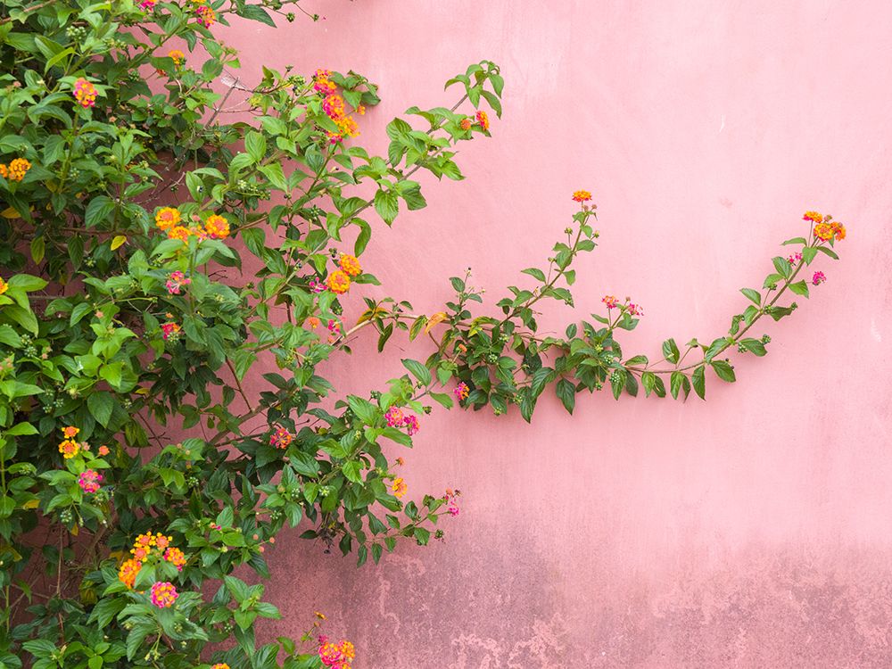 Portugal-Obidos-Colorful lantana vine growing against a pink wall art print by Julie Eggers for $57.95 CAD