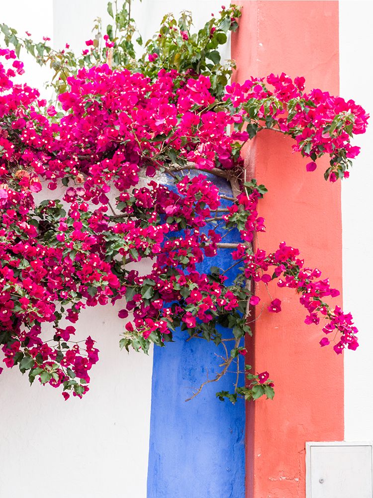 Portugal-Obidos-Dark pink bougainvillea vine against a blue-orange and white striped wall art print by Julie Eggers for $57.95 CAD