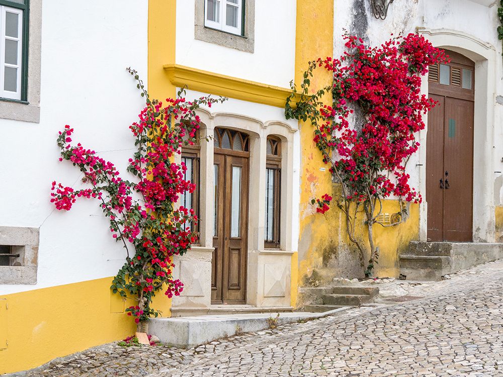 Portugal-Obidos-Dark pink bougainvillea vine growing along side the entrance of a home in the walle art print by Julie Eggers for $57.95 CAD