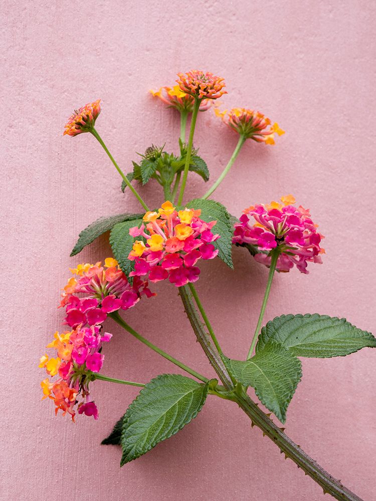 Portugal-Obidos-Colorful lantana vine growing against a pink wall art print by Julie Eggers for $57.95 CAD