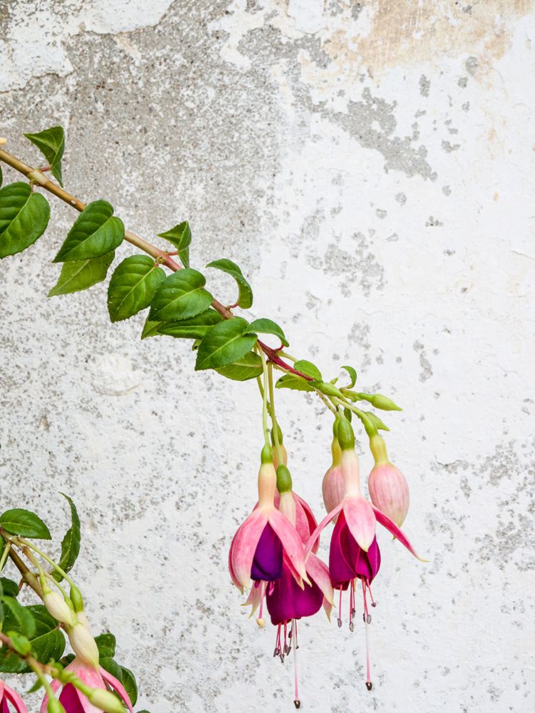 Portugal-Obidos-Colorful fuchsia hanging against an old white wall art print by Julie Eggers for $57.95 CAD