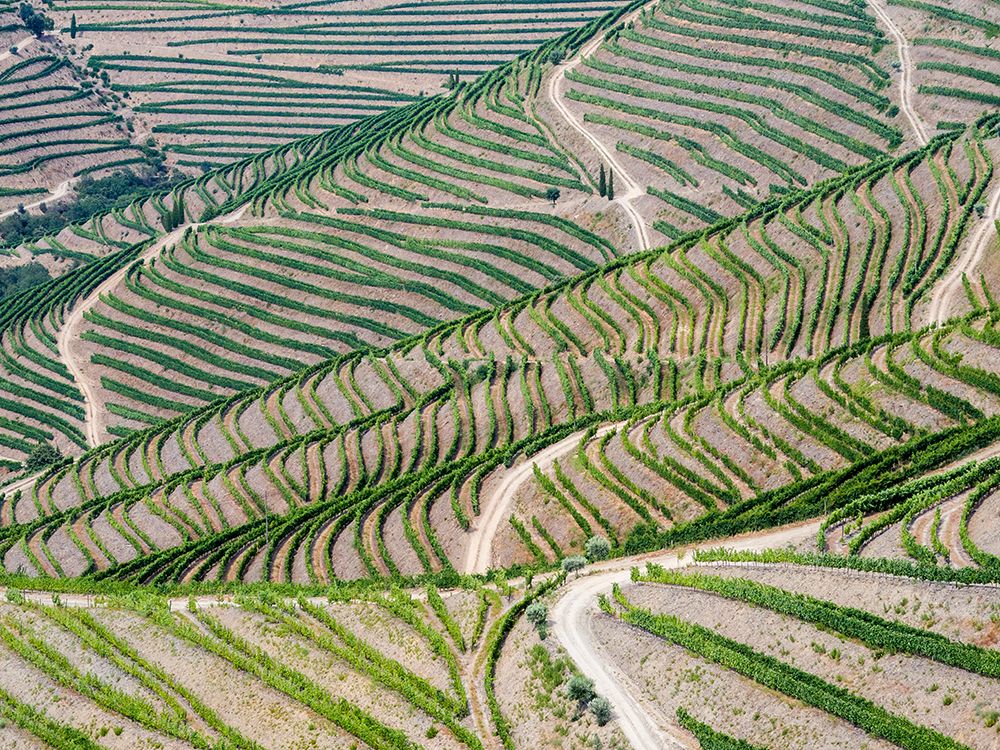Portugal-Douro Valley-Terraced vineyards lining the hills art print by Julie Eggers for $57.95 CAD