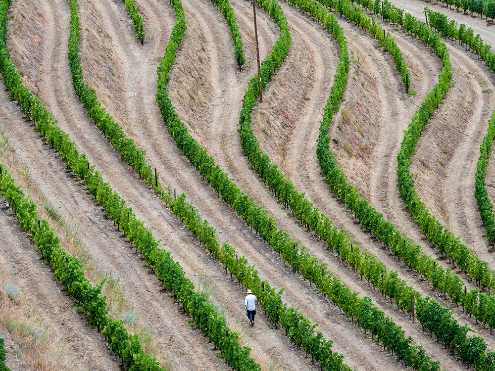 Portugal-Douro Valley-Terraced vineyards lining the hills art print by Julie Eggers for $57.95 CAD