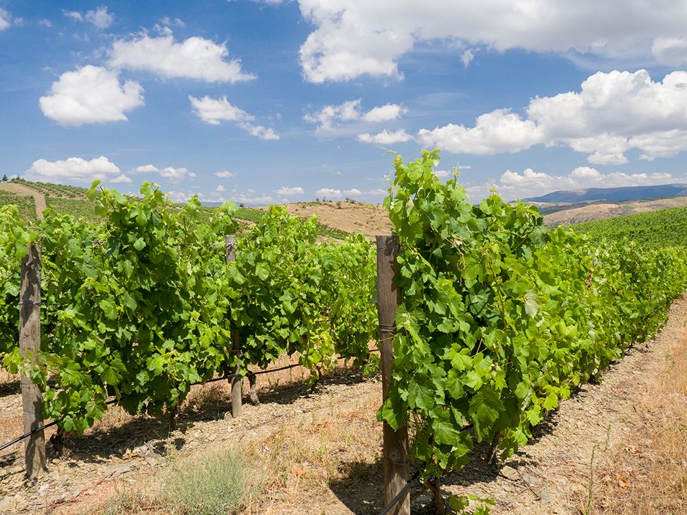 Portugal-Douro Valley-Vineyards lining the hills art print by Julie Eggers for $57.95 CAD